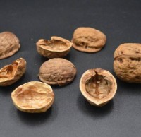 核桃殼屬于什么垃圾分類，應該扔什么垃圾桶